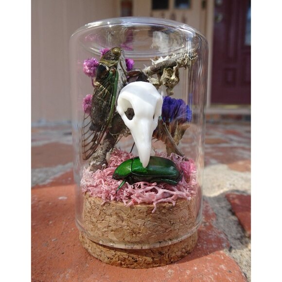Cicada & Beetle Nature Art Oddity Jar mini vulture skull flowers goth taxidermy - Picture 1 of 10
